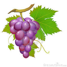 Vendemmia 2026 - Vidimazione bolle uve